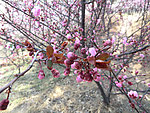梅花 素材