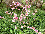 梅花树