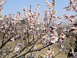 美丽 梅花