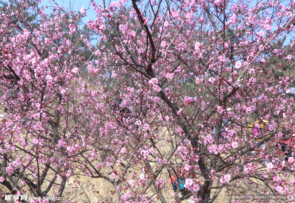 美丽的梅花