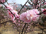 十梅庵 梅花