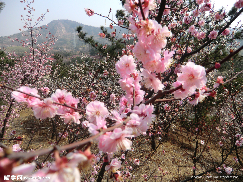 十梅庵梅花