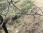 树叶 春天