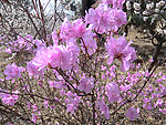紫色梅花