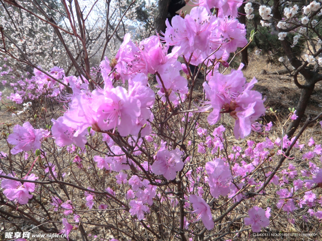 紫色梅花