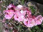 一簇梅花