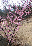 一株梅花