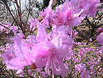 紫色 梅花