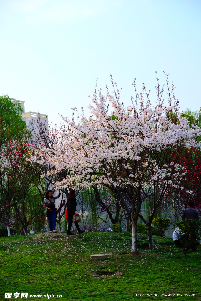 樱花