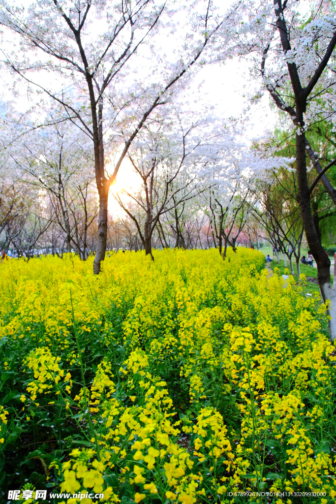 油菜花