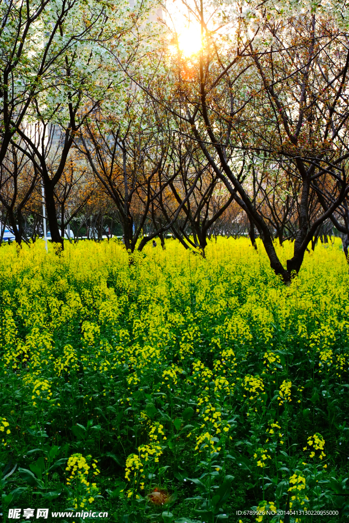 油菜花
