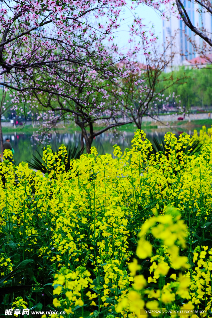 油菜花