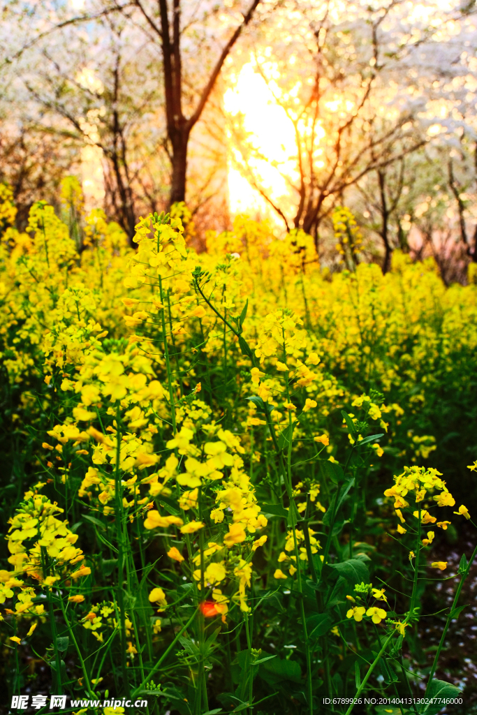 油菜花