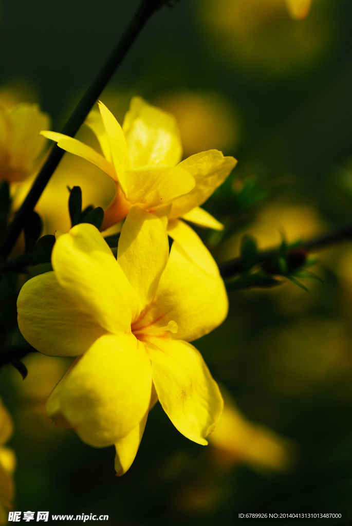 油菜花