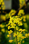 油菜花