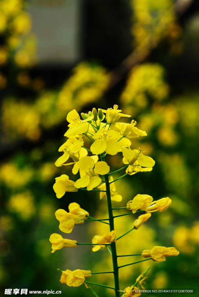 油菜花