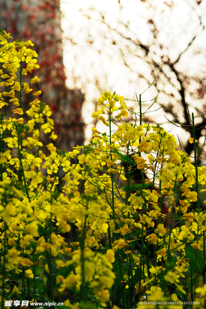 油菜花
