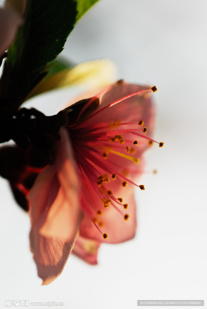 桃花