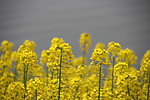 油菜花