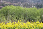 油菜柳树