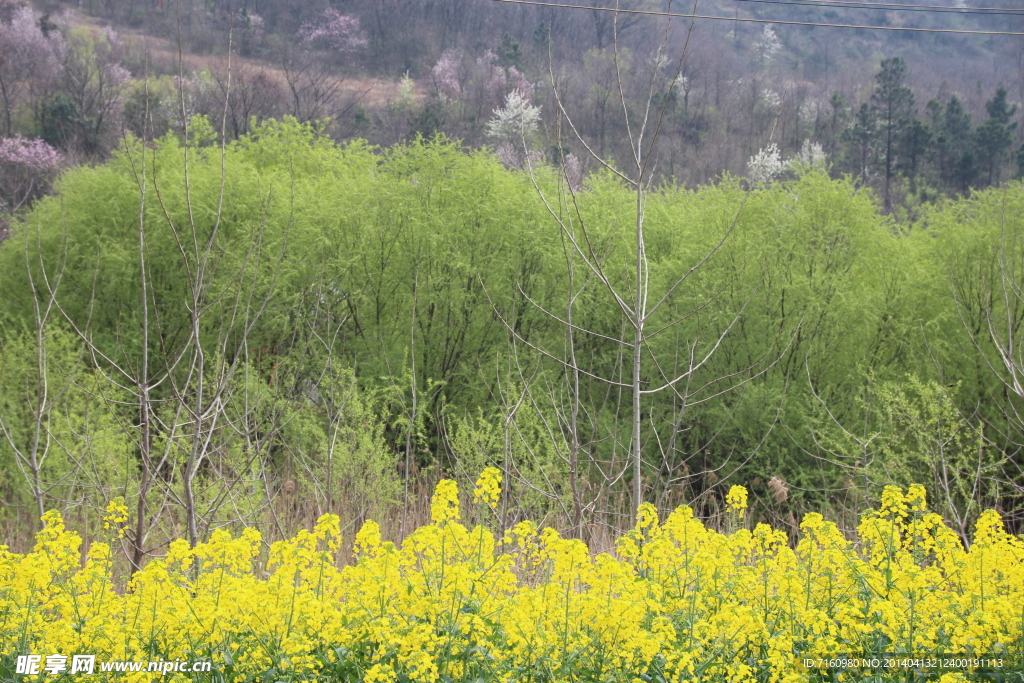 油菜柳树