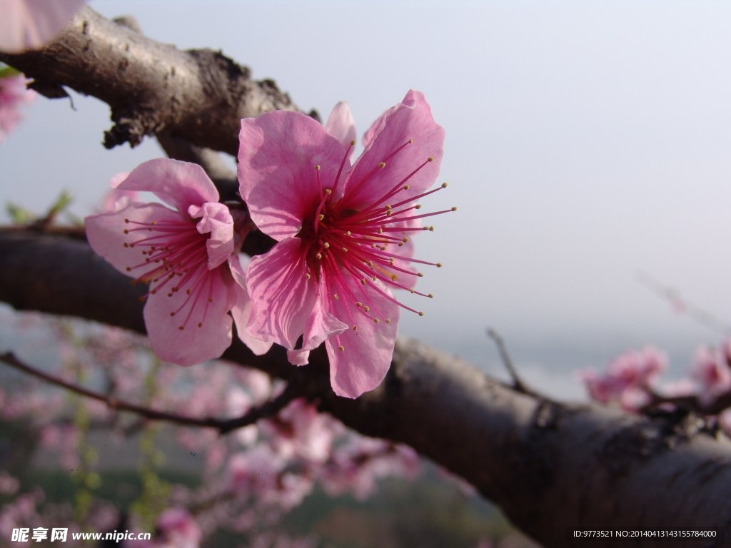 桃花