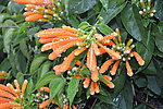 炮仗花 悦目 观赏