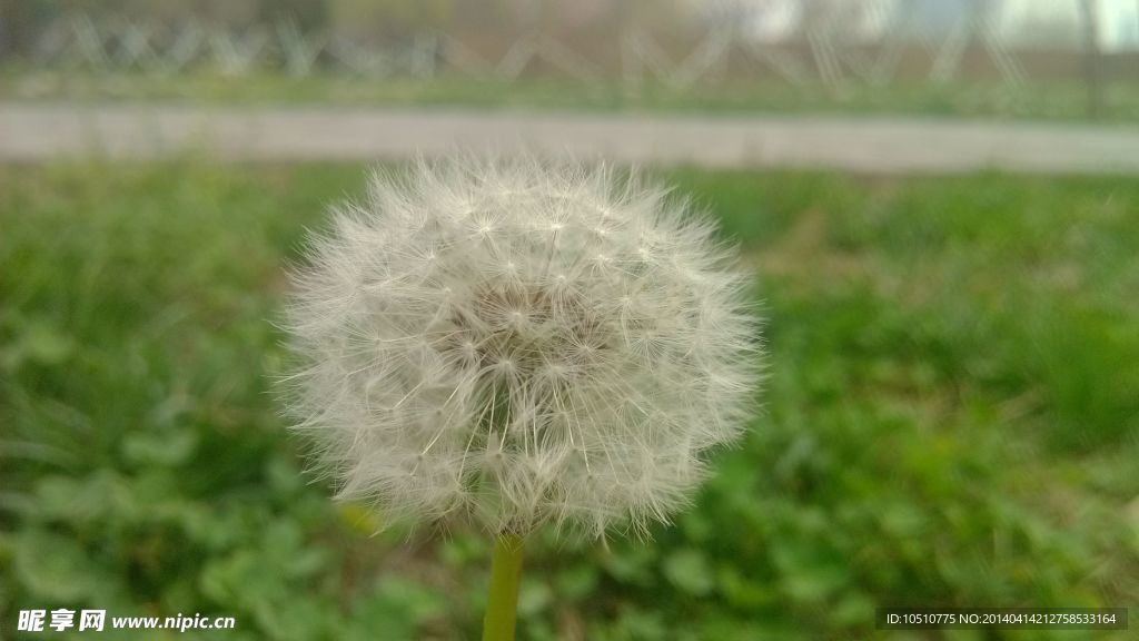 蒲公英