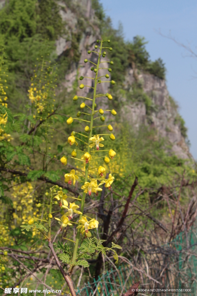 黄色藤花