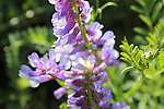 紫花苜蓿