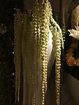 垂草