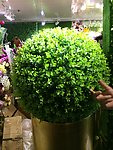 草球