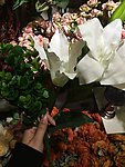 百合花
