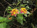 野臭花