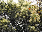 芒果花