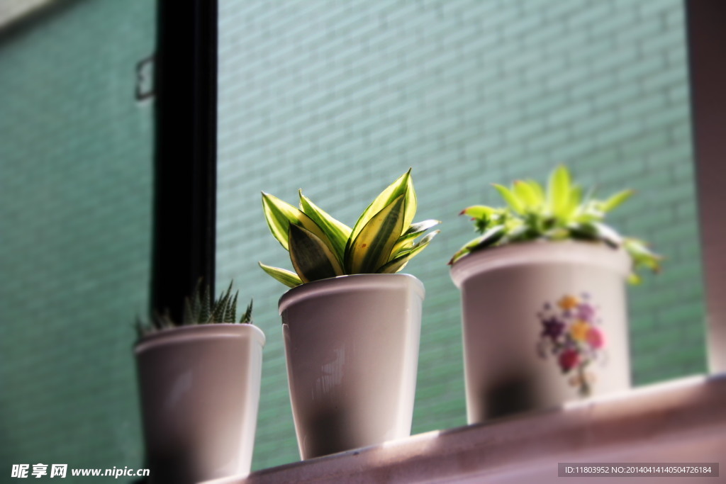 绿色植物