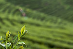 茶园春色