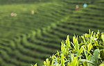 茶园春色