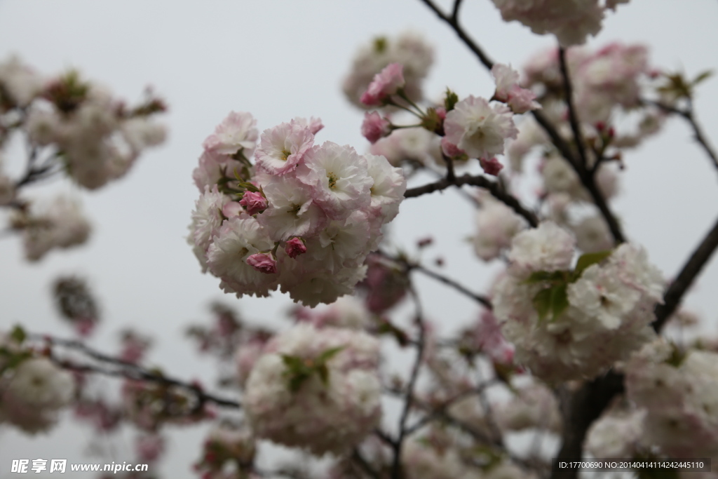 樱花