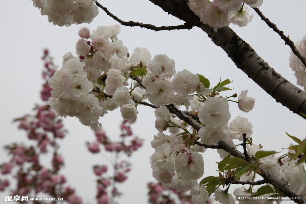 樱花