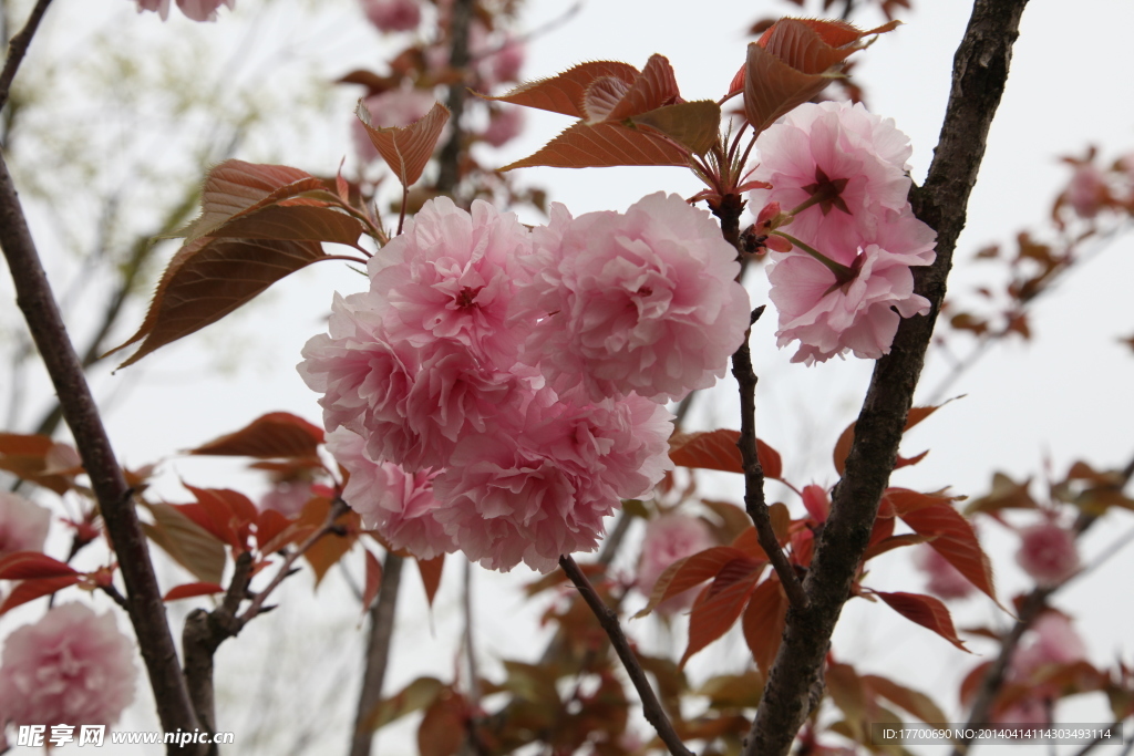 樱花