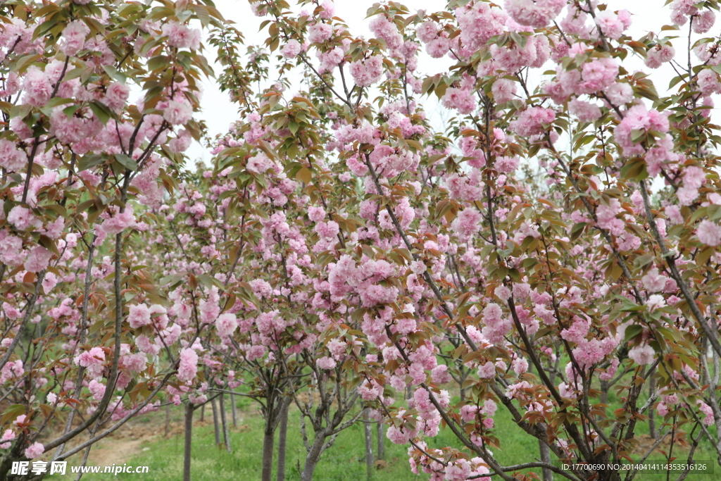 樱花