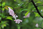 春天海棠绿树