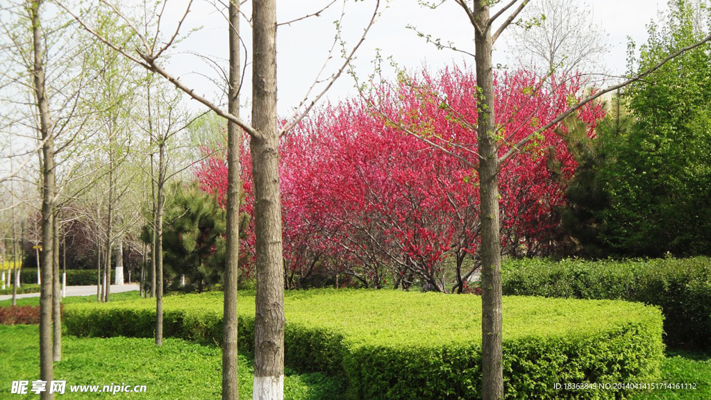 风景园林绿树草坪