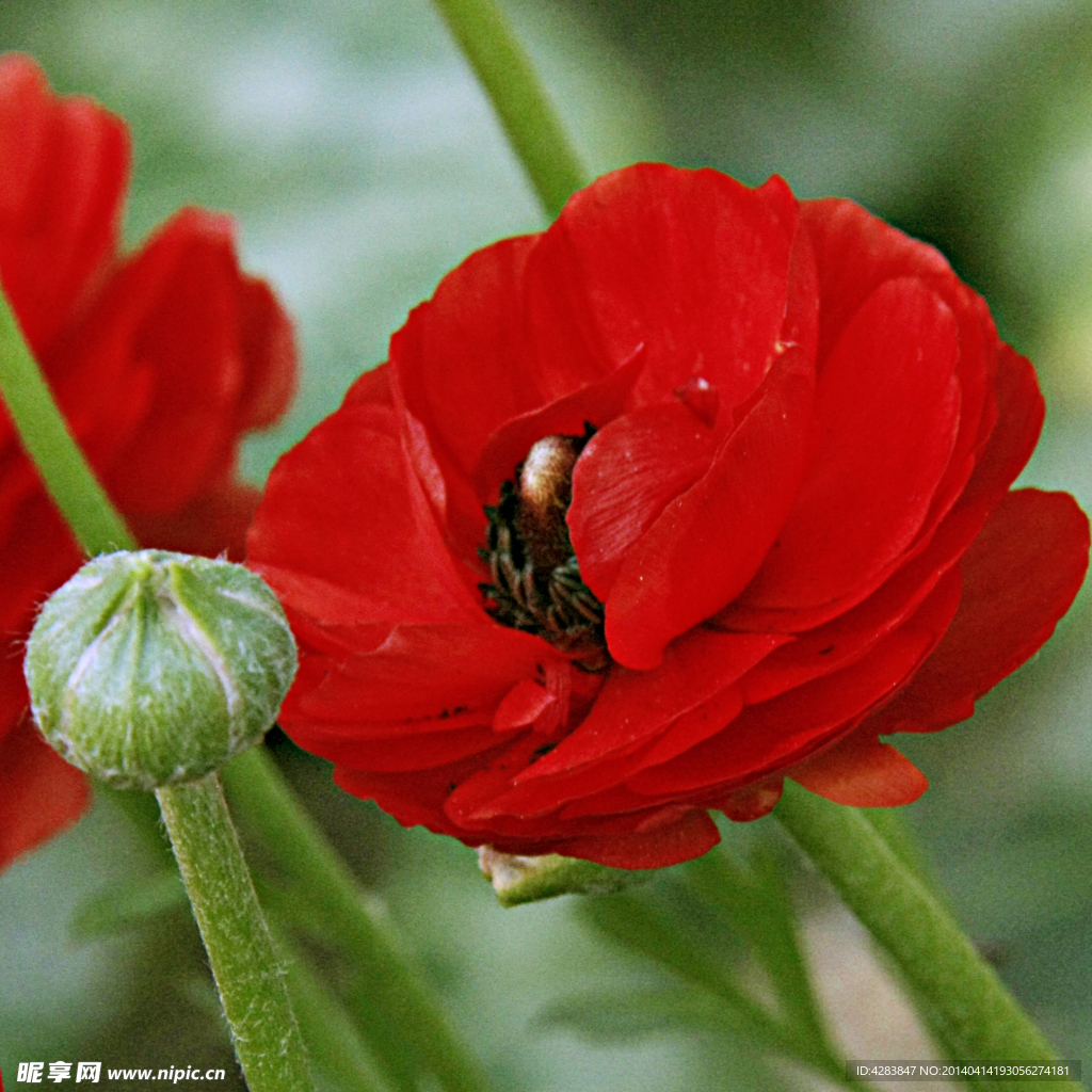 公园花卉 红色花卉