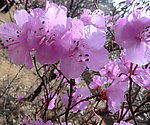 紫色梅花 特写