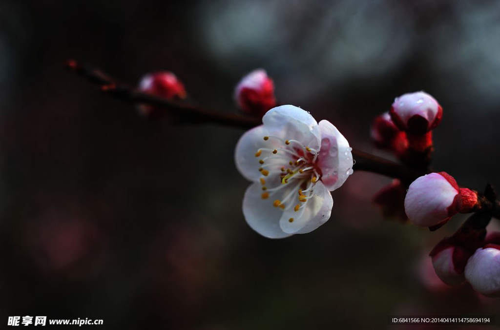 桃花