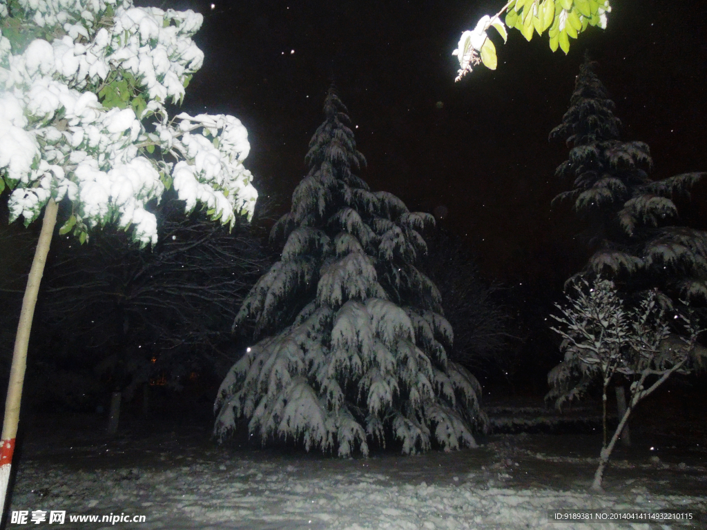 飘雪夜 树挂