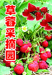 草莓