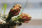 仙人掌花